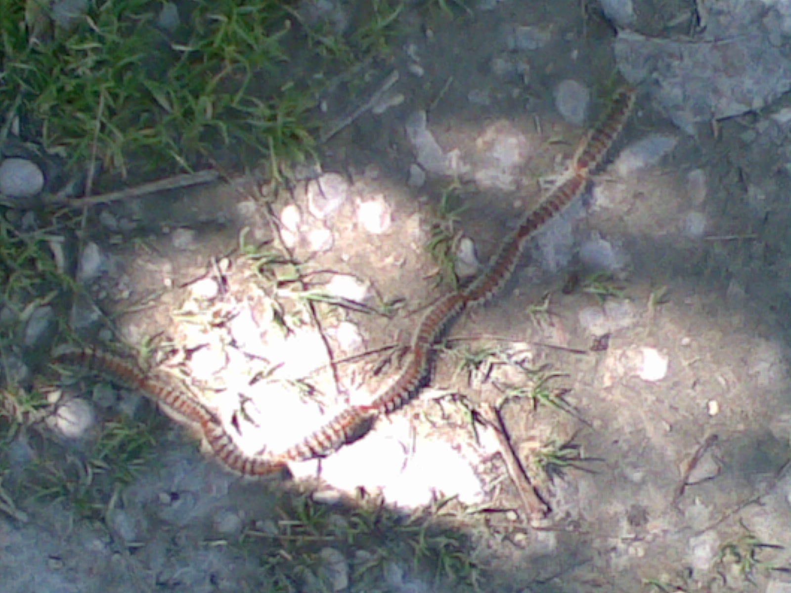catene di bruchi nel mio giardino...chi sono??